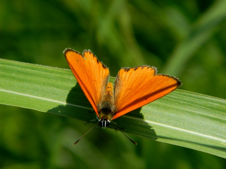 petit soleil  (Lycaena dispar ?)